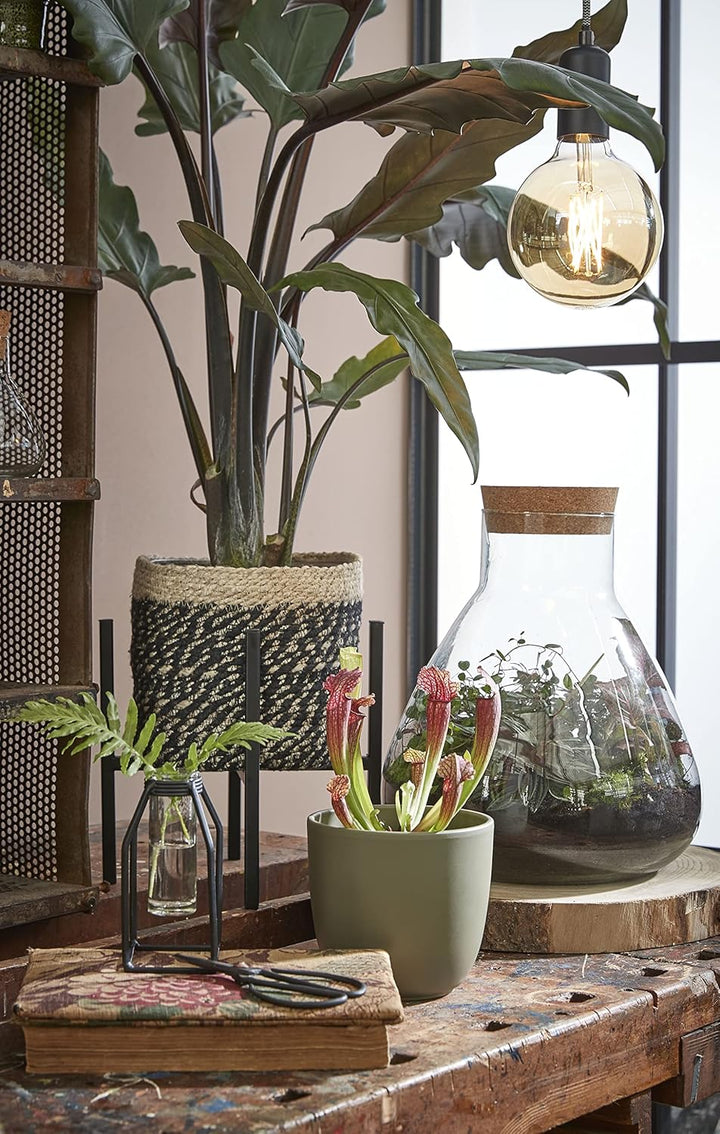 MICA Decorations Decorations Glas Terrarium Glasdose mit Korkverschluss Emily recyceltes Glas transp
