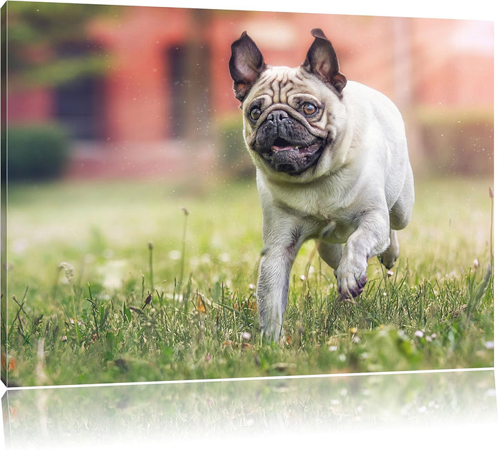 Pixxprint Rennender Mops, Format: 100x70 auf Leinwand, XXL riesige Bilder fertig gerahmt mit Keilrah