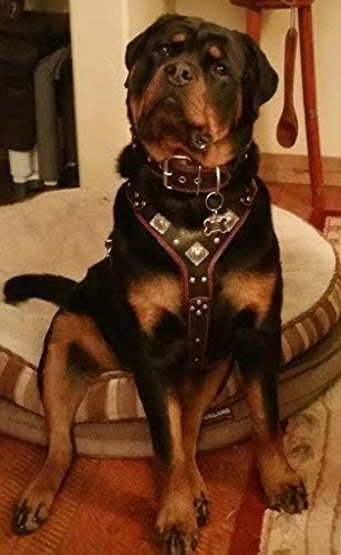 Bestia |EROS| Leder Brustgeschirr für grosse Hunde. Bis 145 cm Brustumfang. 100% Leder. Handgefertig