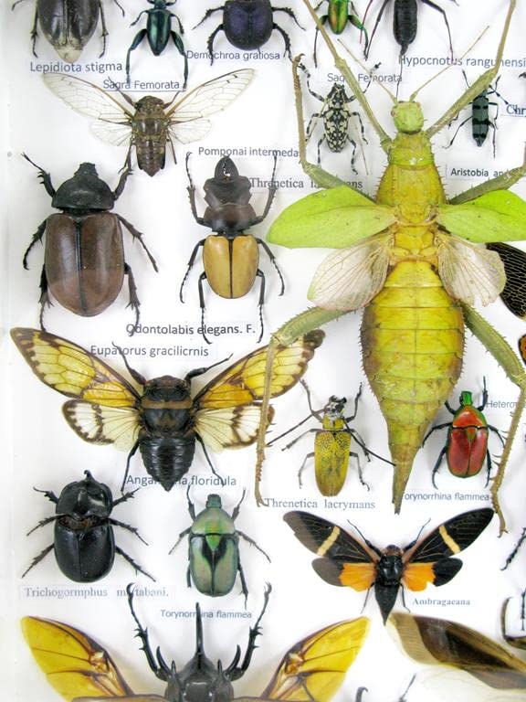 Echte exotische riesige Käfer, Insekten und Krabbler im grossen XXL 3D Schaukasten aus Holz - Insekt