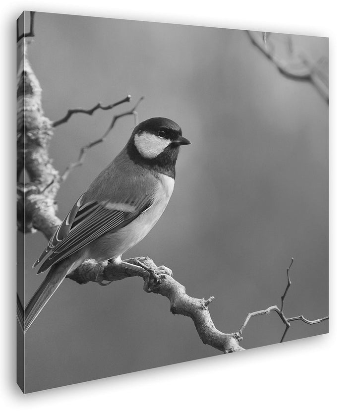 deyoli süsser Kleiner Vogel Format: 60x60 Effekt: Schwarz&Weiss als Leinwandbild, Motiv fertig gerah