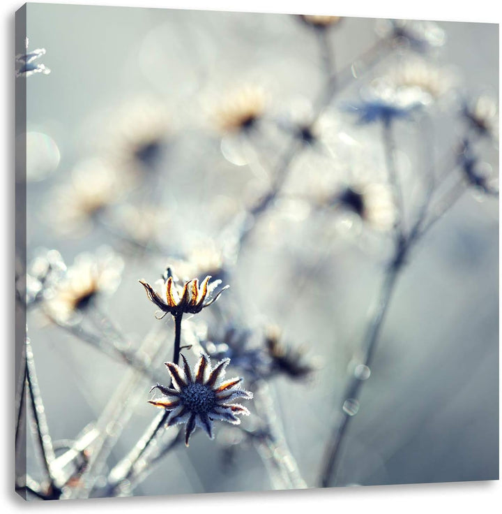 Pflanzen im Frost, Format: 70x70 auf Leinwand, XXL riesige Bilder fertig gerahmt mit Keilrahmen, Kun