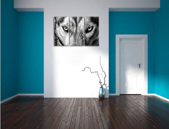 Pixxprint Husky eisblaue Augen als Leinwandbild/Grösse: 3 Teilig (120x80) cm/Wandbild/Kunstdruck/fer