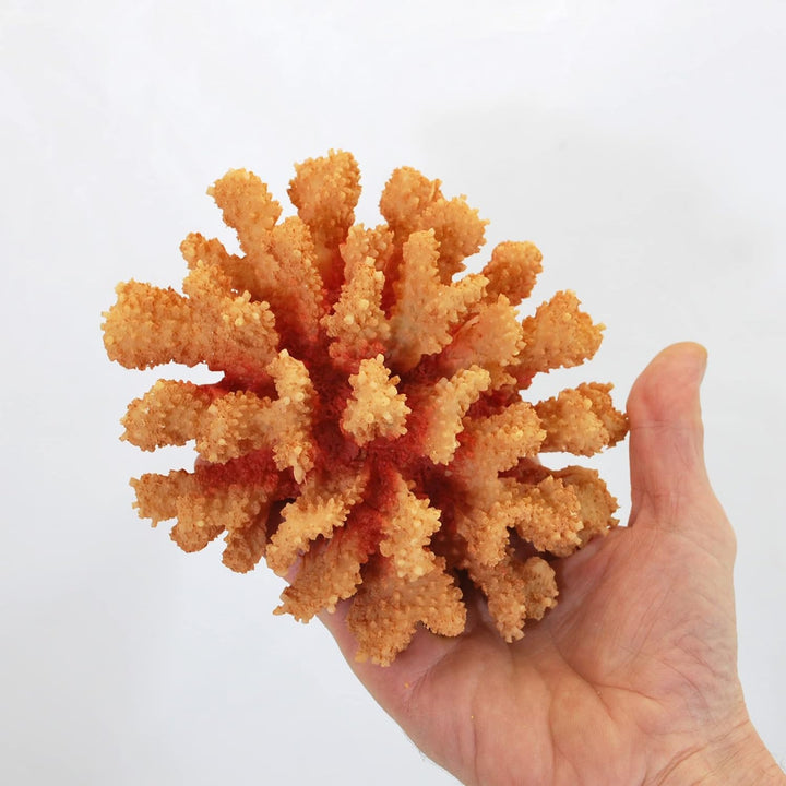 Steinkoralle,15 x14 x8 cm, SPS, Aquarium Meerwasser Korallen, Blumenkohl orange