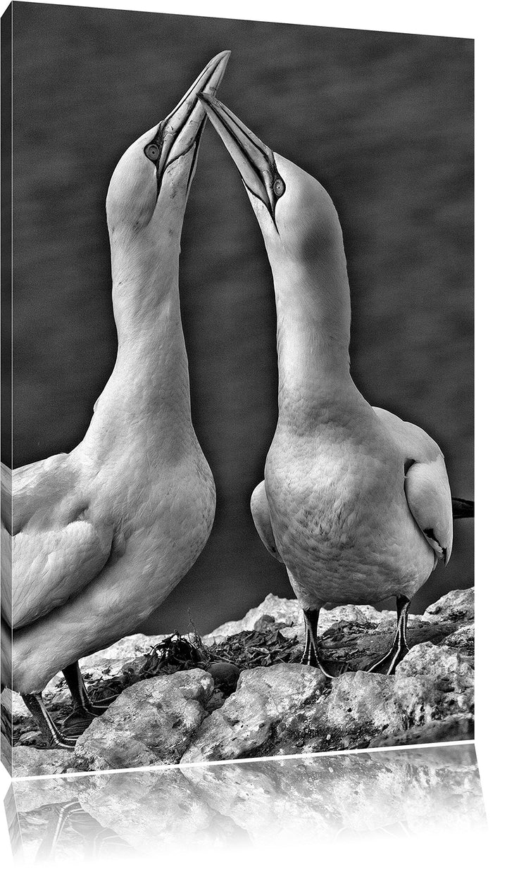 Pixxprint Monocrome, aussergewöhnliche Vögel am Meer, Format: 100x70 auf Leinwand, 100x70