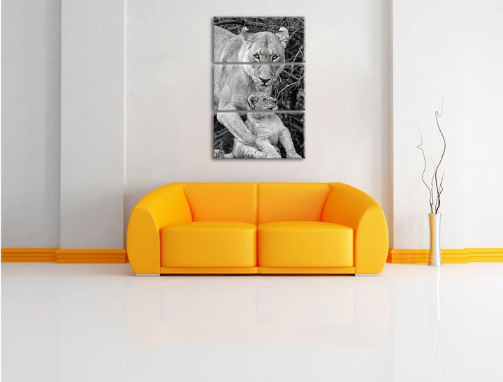 Pixxprint liebevolle Löwin spielt mit Jungtier schwarz/weiss 3-Teiler Leinwandbild 120x80 Bild auf L