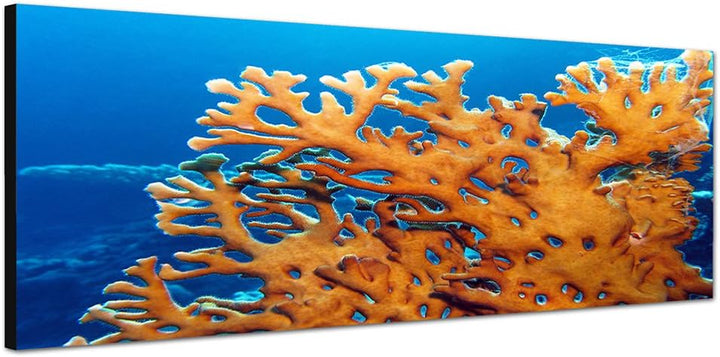 Paul Sinus Art Panoramabild auf Leinwand und Keilrahmen 150x50cm Meer Unterwasser Feuerkoralle