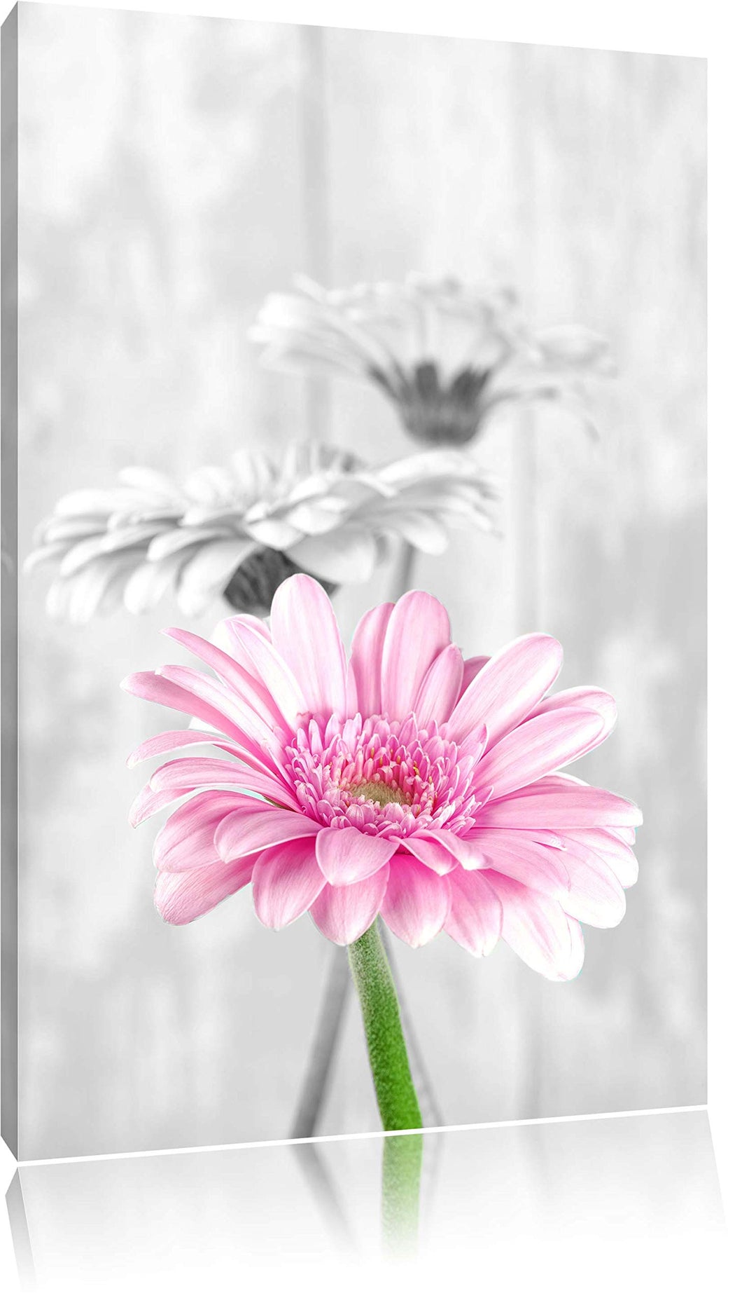 schöne Gerberas bei Tageslicht schwarz/weiss Format: 100x70 auf Leinwand, XXL riesige Bilder fertig