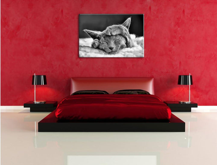 Monocrome, Süsses Kätzchen, Format: 100x70 auf Leinwand, XXL riesige Bilder fertig gerahmt mit Keilr