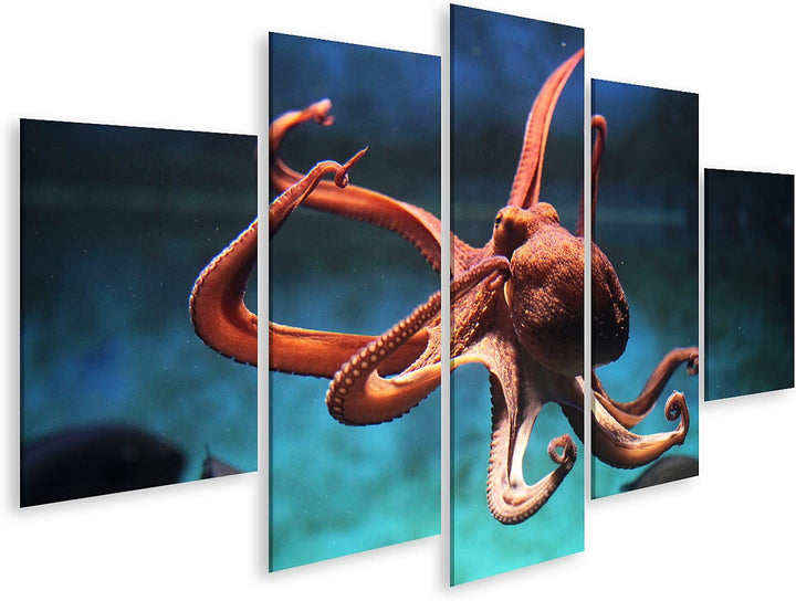 islandburner Bild auf Leinwand Oktopus (Octopus Vulgaris) Wildes Tier Im Wasser Bilder Wandbilder Po