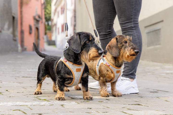 Alpine curli Clasp Vest Harness XS, XS