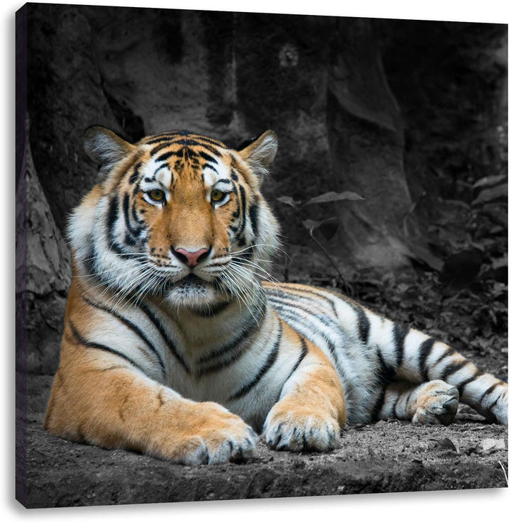 ruhender Löwe schwarz/weiss, Format: 70x70 auf Leinwand, XXL riesige Bilder fertig gerahmt mit Keilr