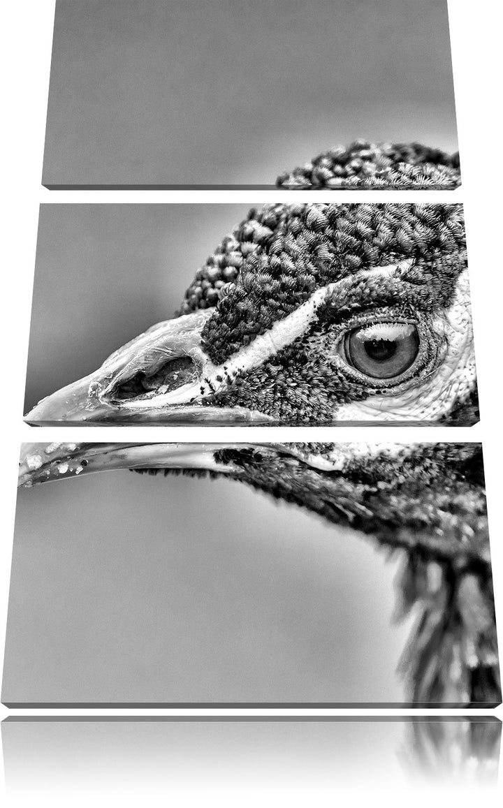 Pixxprint schöner farbenfroher Pfau als Leinwandbild/Grösse: 3 Teilig (120x80) cm/Wandbild/Kunstdruc