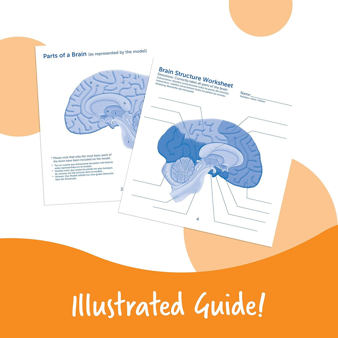 Learning Resources Schaumstoffmodell Gehirn in Querschnittansicht