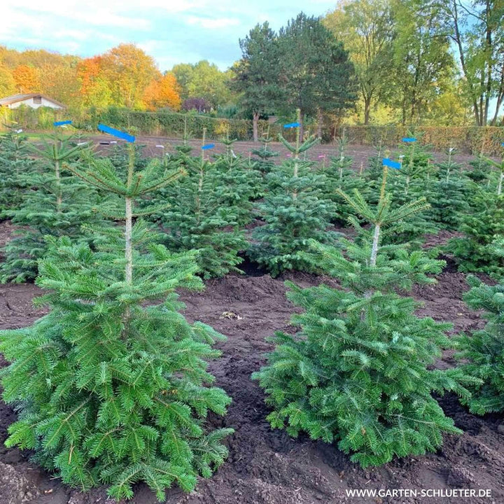 Nordmann-Tanne - Abies nordmanniana - Im Topf gewachsen - In unterschiedlichen Liefergrössen - Der n