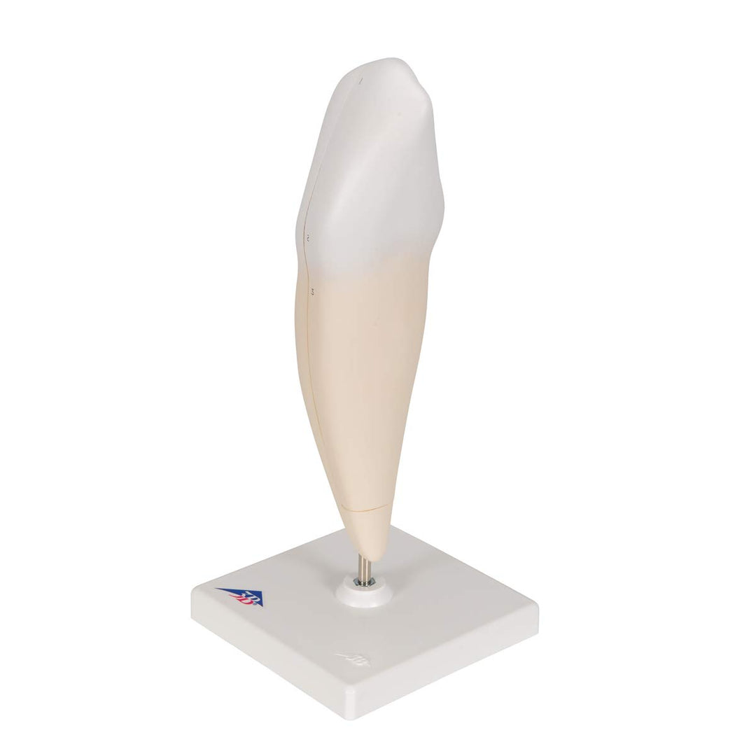 3B Scientific Menschliche Anatomie - Unterer Eckzahn, 2-teilig + kostenlose Anatomie App - 3B Smart