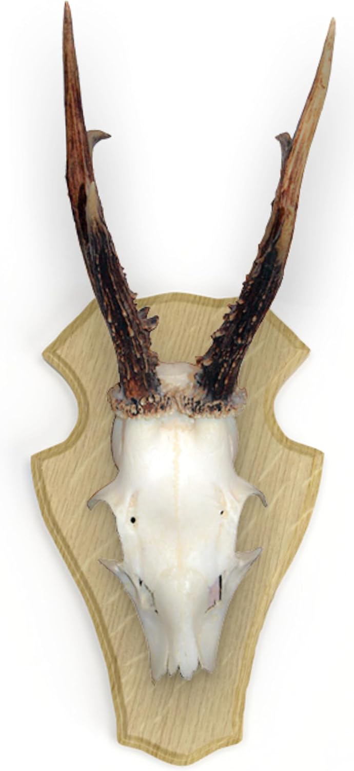 Gehörnbrett Eiche mit Kiefereinlage Rehbock Gamswild Hell Dunkel Set mit Gehörnklammer, Braun (Hell