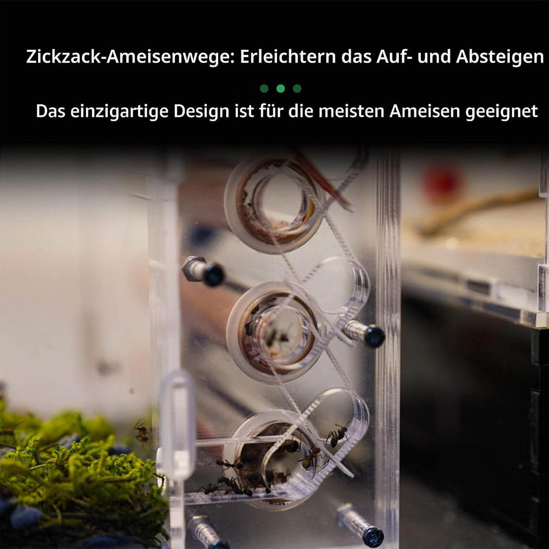 Ameisennest für lebende Ameisen – für kleine Ameisen – natürliches Lernspielzeug – Great Outworld