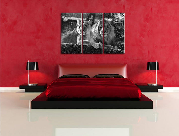 Pixxprint interessiertes Löwenpaar Kunst B&W als Leinwandbild/Grösse: 3 Teilig (120x80 cm) cm/Wandbi