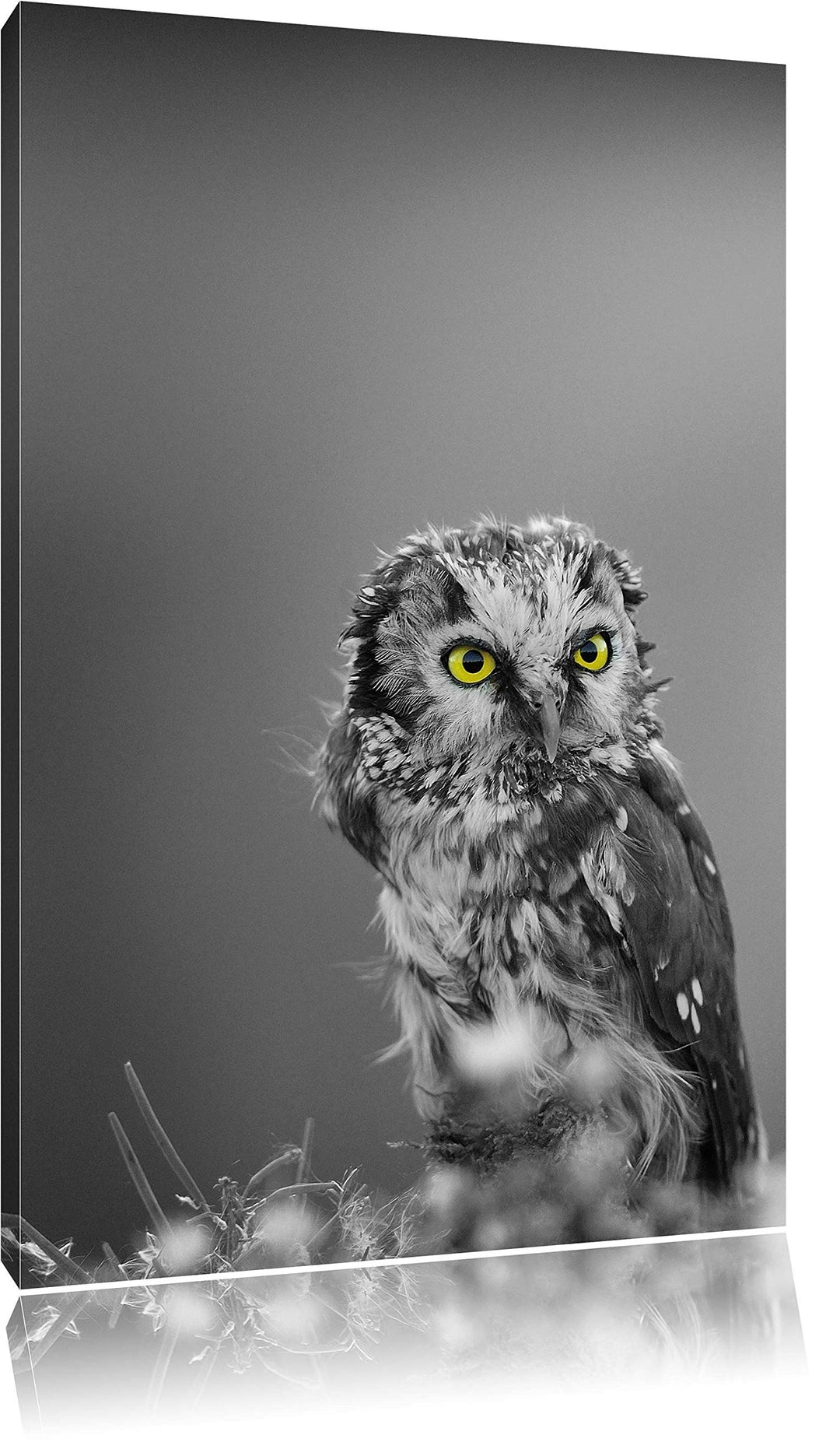 Pixxprint Kleine neugierige Eule schwarz/weiss als Leinwandbild/Grösse: 100x70 cm/Wandbild/Kunstdruc