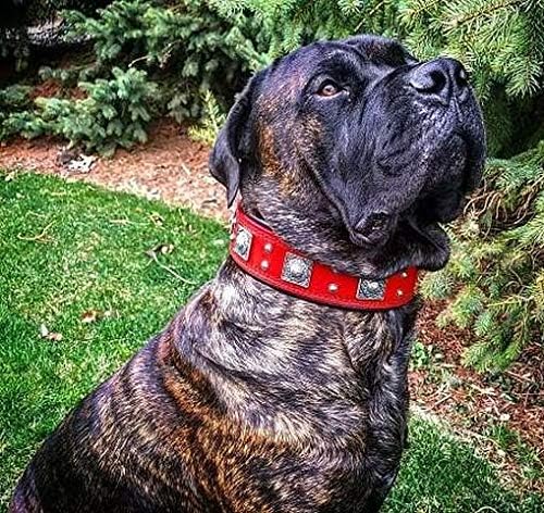 Bestia™ "EROS Hundehalsband für grosse Hunde. 100% Leder. Weich gepolstert. 6,3 cm breit. TOP Qualit