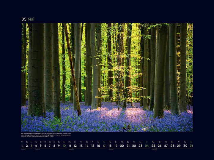 Magische Wälder der Erde - KUNTH Wandkalender 2026: Hochwertiger, bildstarker Kalender mit Spiralbin