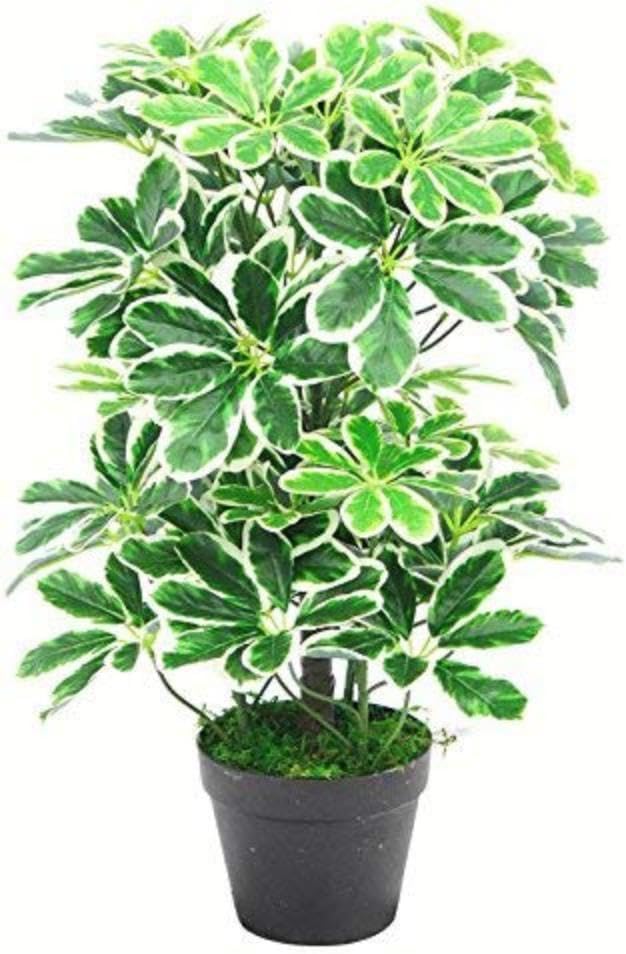 Künstlicher Schefflera Arboricola Regenschirm, 55 cm, Schwarz, 55 cm Langer Lichtstrumpf, 55cm Light