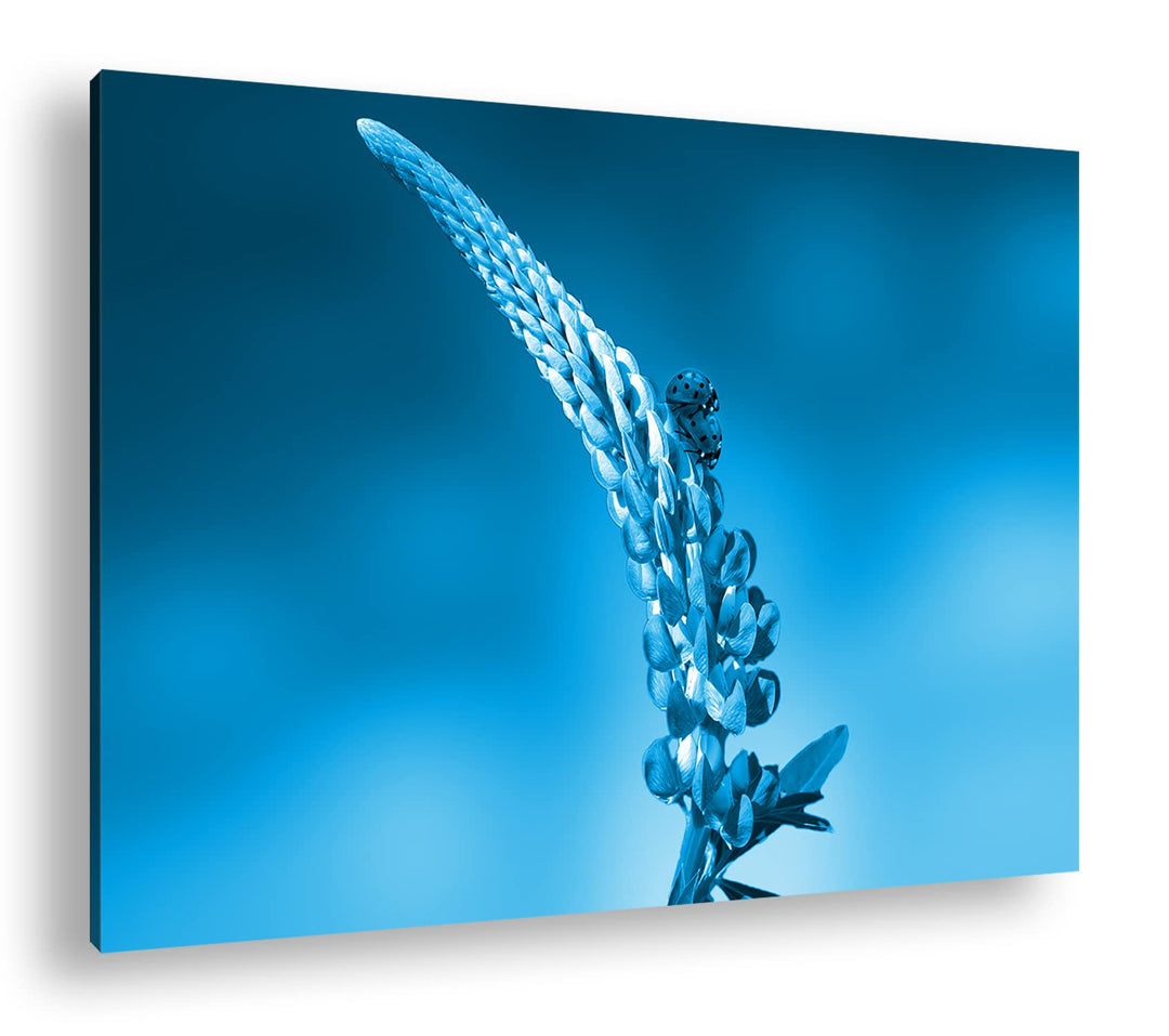 deyoli Marienkäfer auf einer Frühlingsblume Format 60x40 Effekt: Monocrome Blau als Leinwandbild, Mo