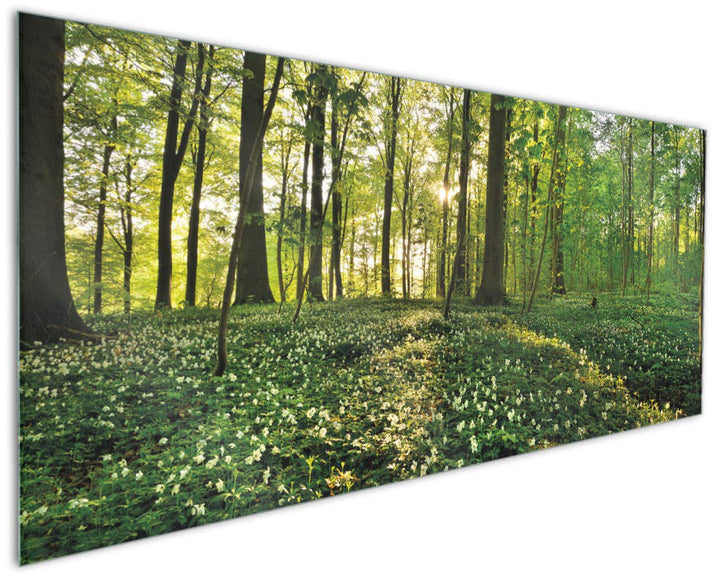 Wallario Küchen-Rückwand | Küchenspiegel Waldanemonen und Sonnenstrahlen im Wald in Premium-Qualität