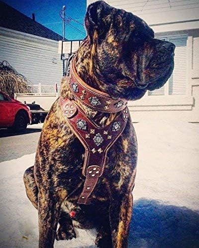 Bestia™ "Aztec Echtleder Hundehalsband für grosse Hunde. 100% Leder. Weich gepolstert. 6,3 cm breit.