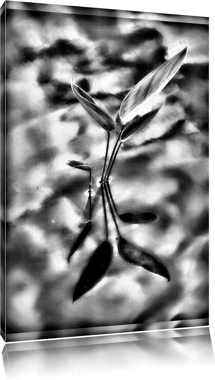 Pixxprint grüne Blätter im Wasser als Leinwandbild/Grösse: 100x70 / Wandbild/Kunstdruck/fertig bespa