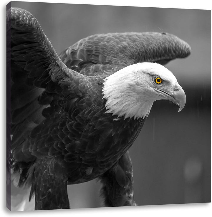 Pixxprint schöner Weisskopfseeadler als Leinwandbild/Grösse: 70x70 cm/Wandbild/Kunstdruck/fertig bes