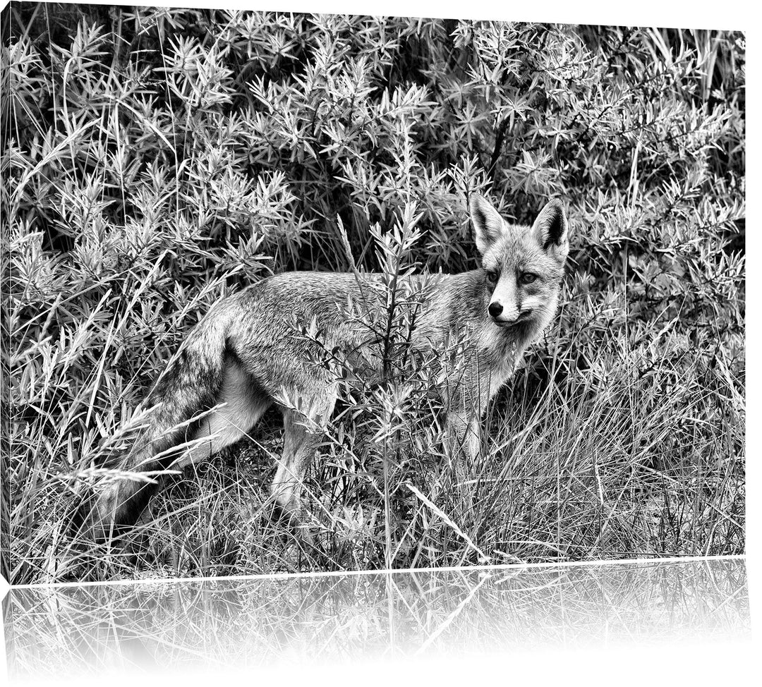 Pixxprint Fuchs im Wildstrauch als Leinwandbild/Grösse: 100x70 / Wandbild/Kunstdruck/fertig bespannt