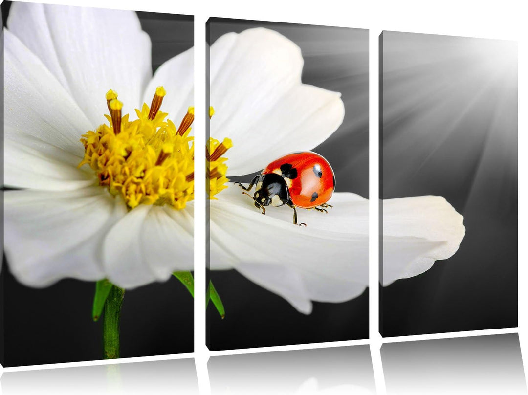 Pixxprint Marienkäfer auf Einer weissen Blume als Leinwandbild/Grösse: 3 Teilig (120x80) cm/Wandbild