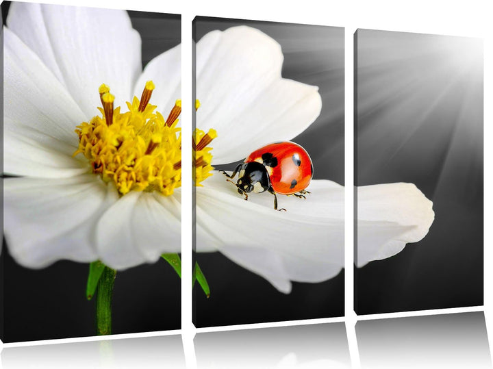 Pixxprint Marienkäfer auf Einer weissen Blume als Leinwandbild/Grösse: 3 Teilig (120x80) cm/Wandbild