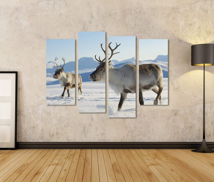 islandburner Bild auf Leinwand Rentiere Natürliche Umgebung Tromso Region Nordnorwegen Bilder Wandbi