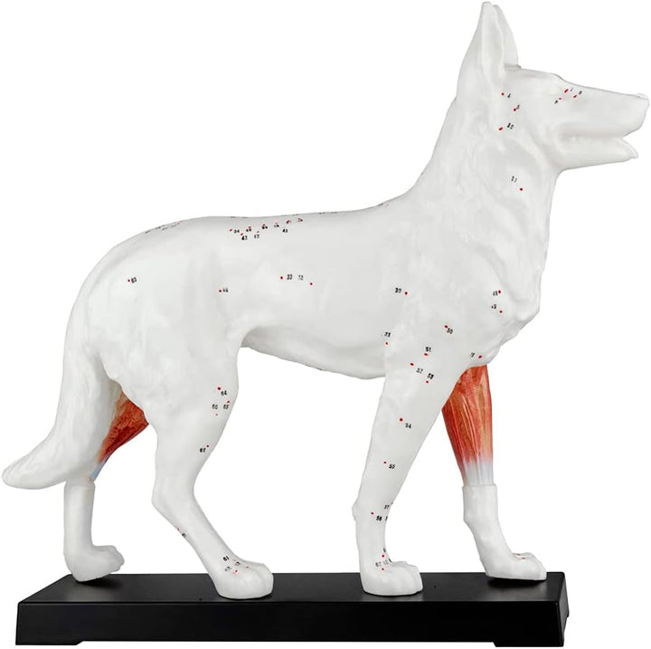 Akupunktur Anatomie TCM Hundekörper Modell Figur Akupunkturmodell Lehrmittel Hund Tier Muskelmodell