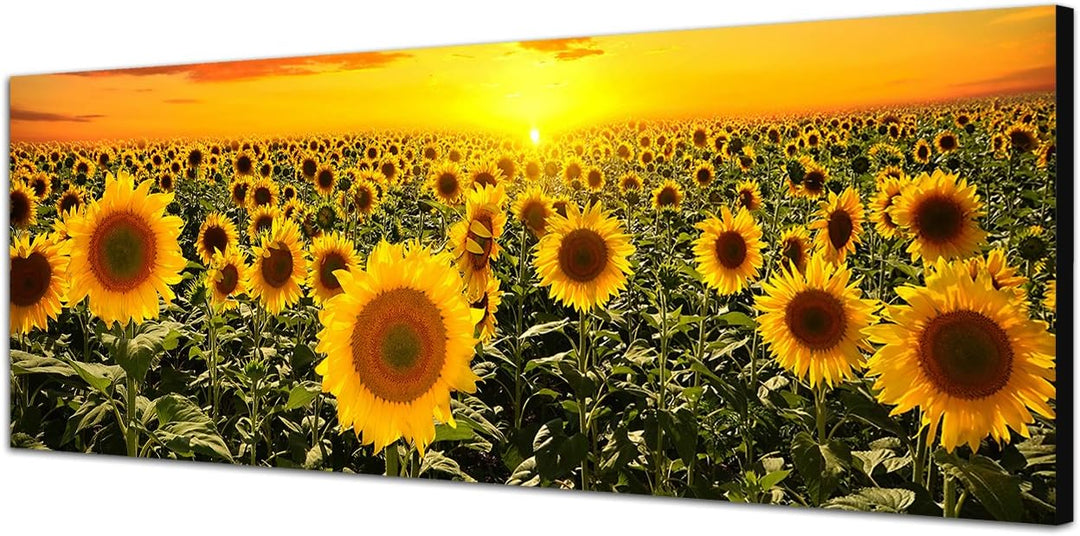 Paul Sinus Art Panoramabild auf Leinwand und Keilrahmen 120x40cm Sonnenblumenfeld Himmel Sonnenunter