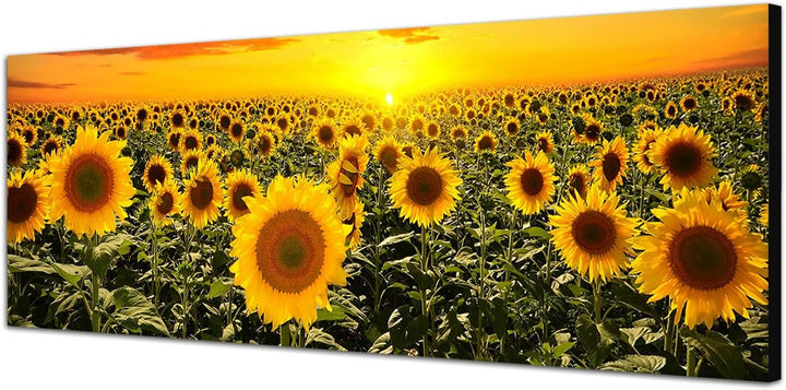 Paul Sinus Art Panoramabild auf Leinwand und Keilrahmen 120x40cm Sonnenblumenfeld Himmel Sonnenunter