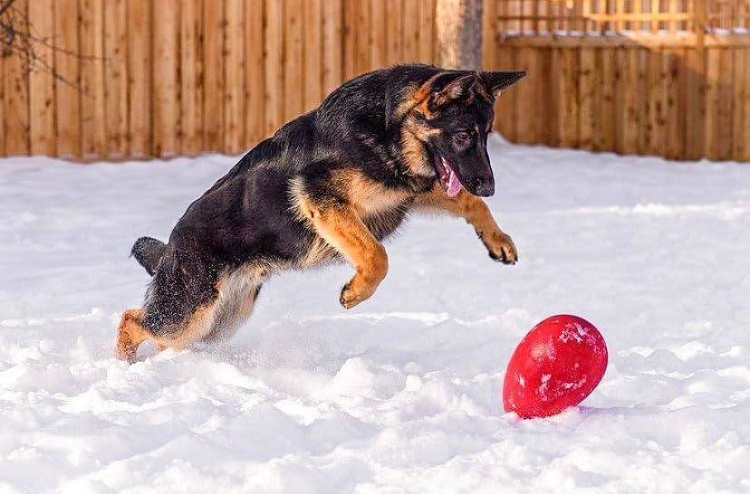 Jolly Pets Jolly Ei Hartplastik -Kugel für Pets Spass-Hunde Chewers Spielzeug Rot 20cm