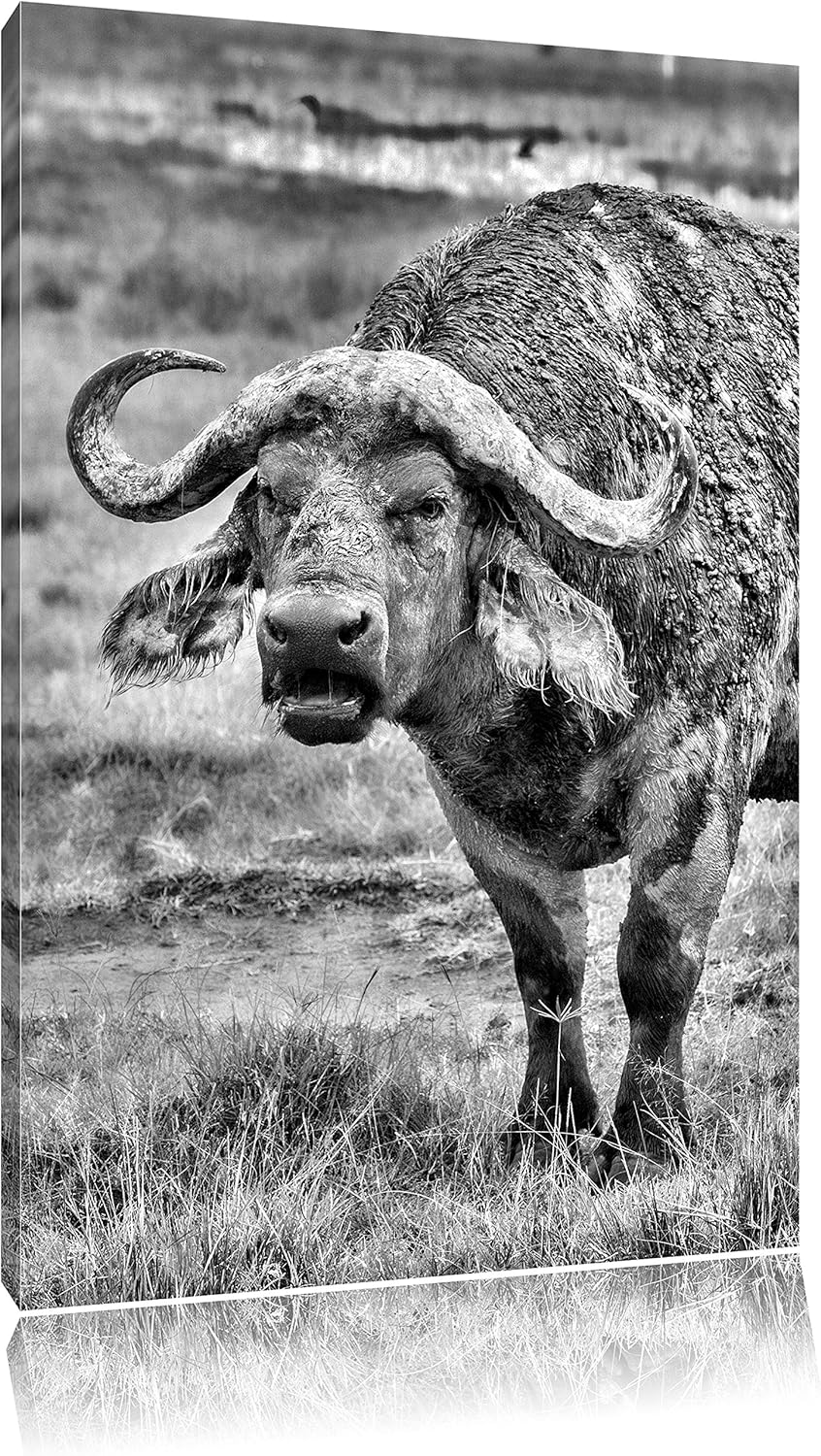 Pixxprint Monocrome, Schlamm verschmierter Kaffernbüffel, Format: 100x70 auf Leinwand, 100x70