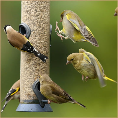 SUPRAVIT Sonnenblumenkerne Vogelfutter 25kg geschält I Frische ölhaltige Kerne aus besten Anbaugebie