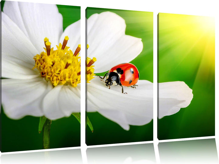 Pixxprint Marienkäfer auf Einer weissen Blume als Leinwandbild/Grösse: 3 Teilig (120x80) / Wandbild/