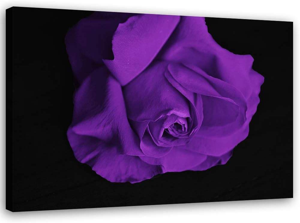 Feeby Leinwandbild Rose Bild Kunstdruck für Wohnzimmer Violett 70x50 cm M14574 70x50 cm, M14574 70x5
