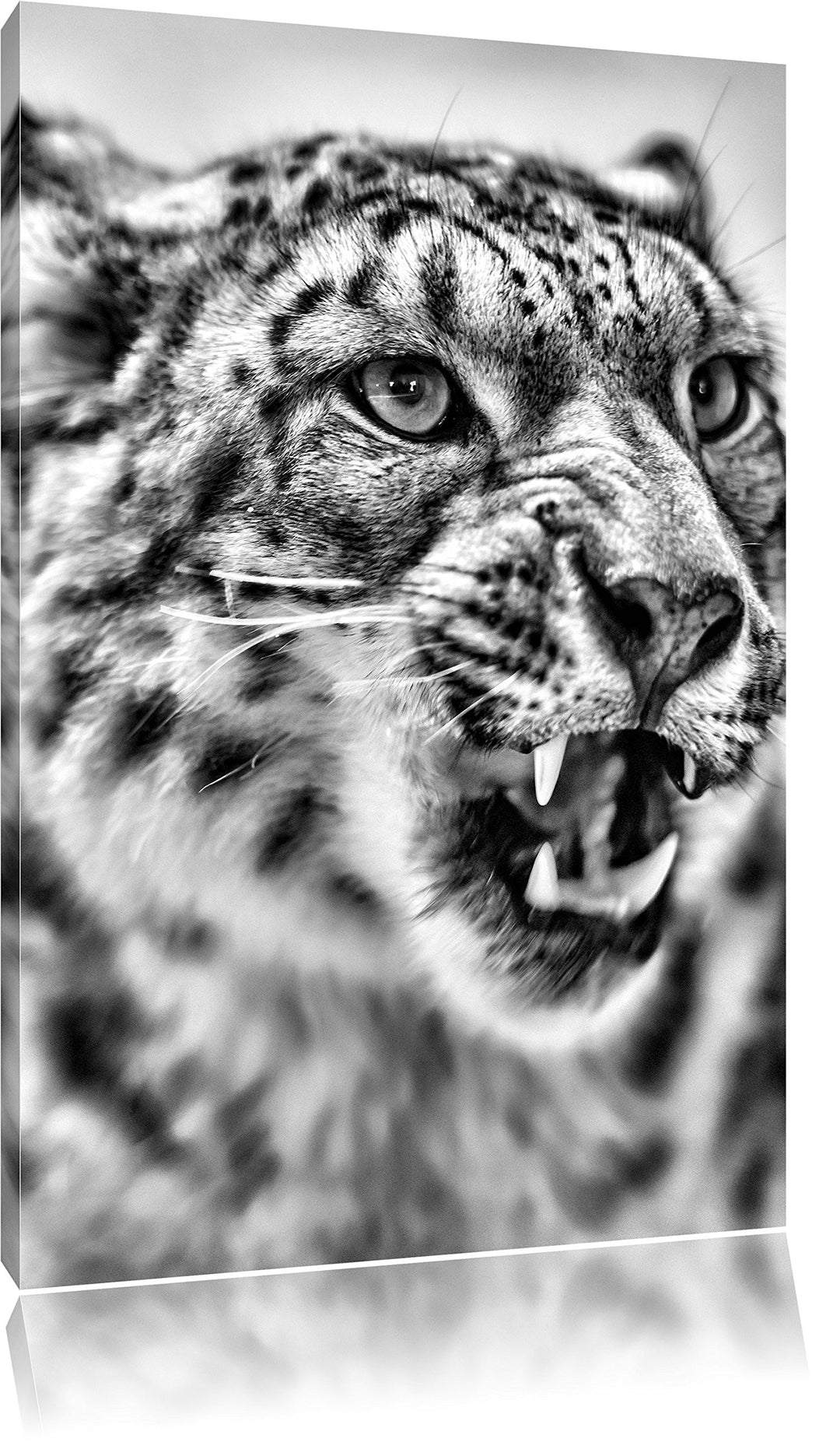 Pixxprint Schneeleopard zeigt Zähne als Leinwandbild/Grösse: 100x70 cm/Wandbild/Kunstdruck/fertig be