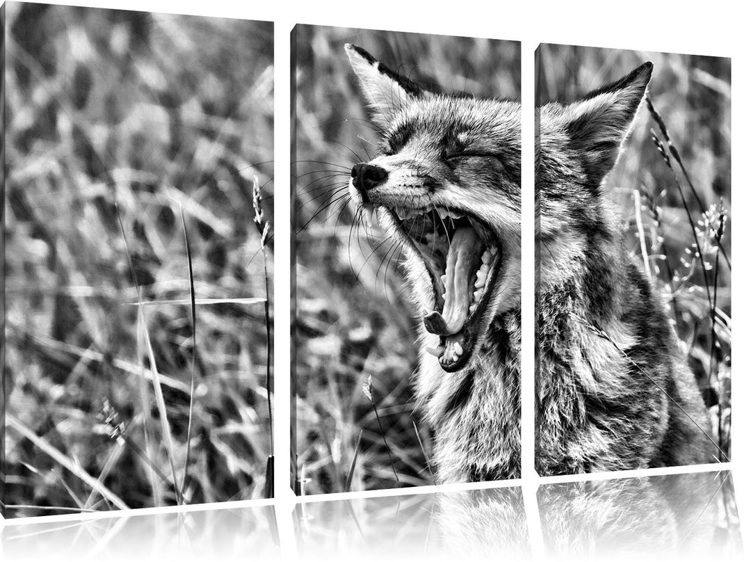 Pixxprint müder Fuchs auf Wildwiese als Leinwandbild/Grösse: 3 Teilig (120x80) cm/Wandbild/Kunstdruc