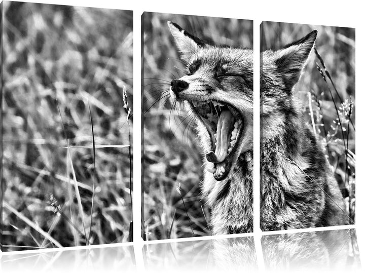 Pixxprint müder Fuchs auf Wildwiese als Leinwandbild/Grösse: 3 Teilig (120x80) cm/Wandbild/Kunstdruc