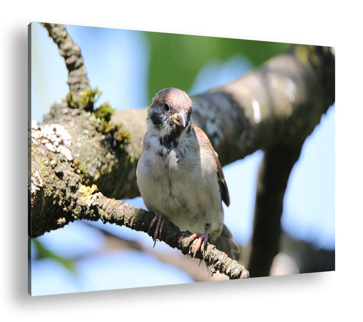 deyoli neugieriger Vogel Format: 60x40 als Leinwandbild, Motiv fertig gerahmt auf Echtholzrahmen, Ho