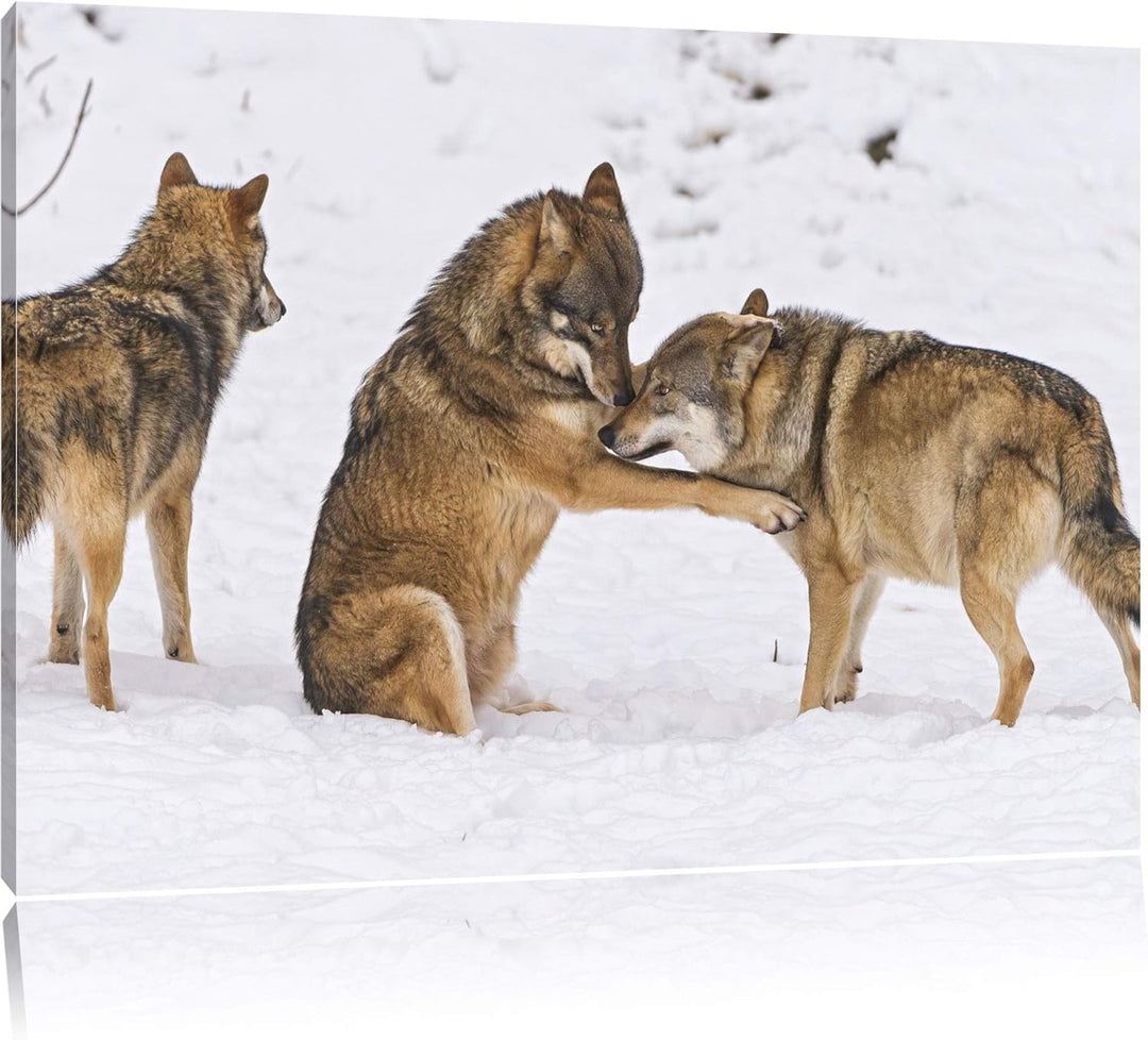 Pixxprint spielendes Wolfsrudel auf Leinwand, XXL riesige Bilder fertig gerahmt mit Keilrahmen, Kuns
