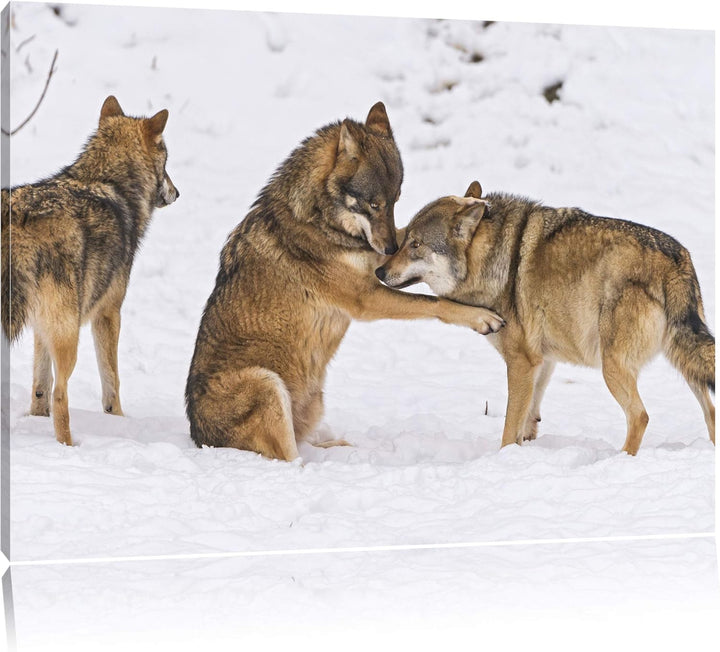 Pixxprint spielendes Wolfsrudel auf Leinwand, XXL riesige Bilder fertig gerahmt mit Keilrahmen, Kuns